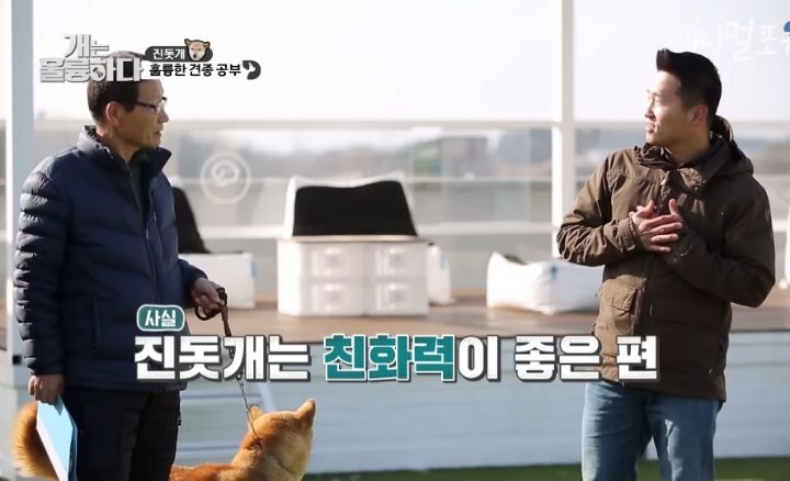[개는 훌륭하다] 우리나라 진돗개 원탑이라는 아치 | 인스티즈