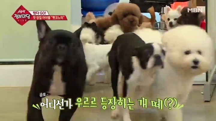 겁나 체계적인 강아지 유치원.jpg | 인스티즈