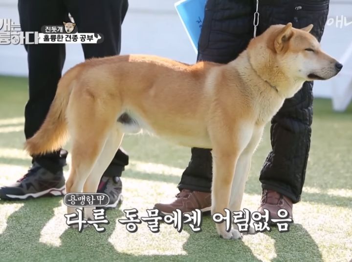 [개는 훌륭하다] 우리나라 진돗개 원탑이라는 아치 | 인스티즈