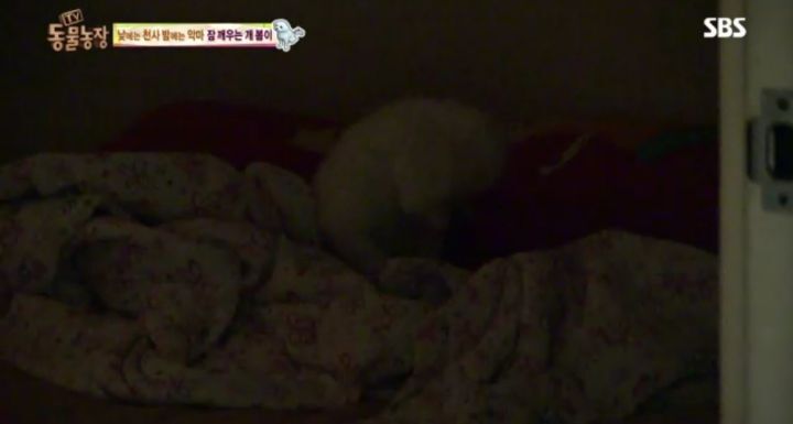 새가족이 생기자 불안해하며 가족들을 괴롭히는 반려견 봄이 | 인스티즈