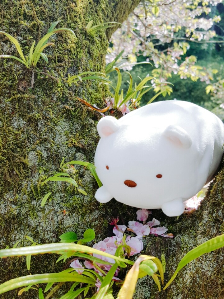 일본 시골마을에서 찍은 사진들 | 인스티즈