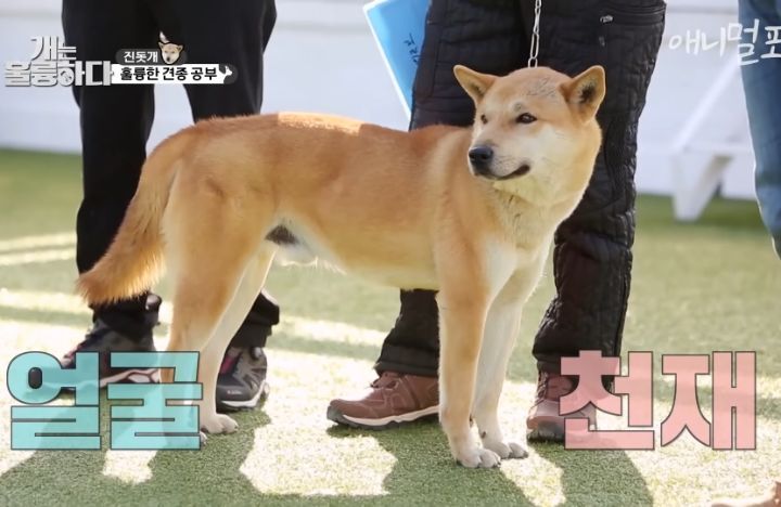 [개는 훌륭하다] 우리나라 진돗개 원탑이라는 아치 | 인스티즈