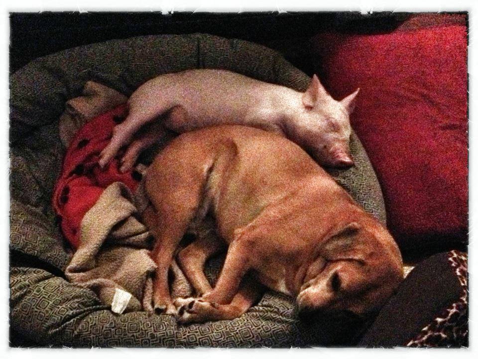 귀요미 애완돼지 | 인스티즈