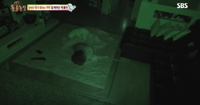 새가족이 생기자 불안해하며 가족들을 괴롭히는 반려견 봄이 | 인스티즈