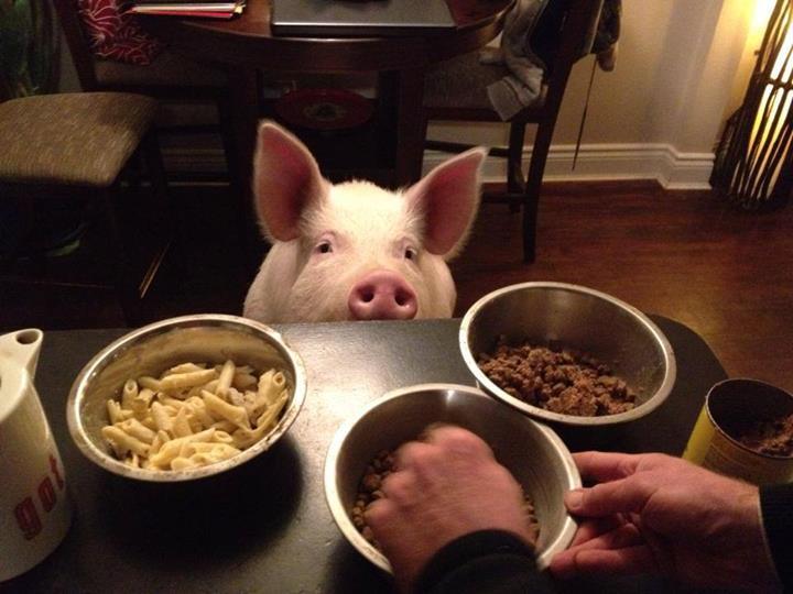 귀요미 애완돼지 | 인스티즈