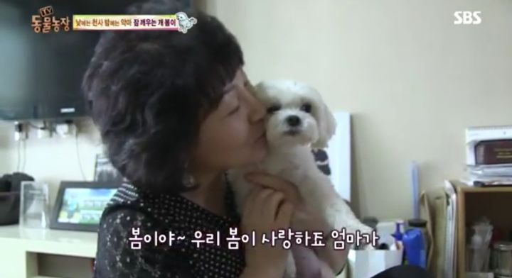 새가족이 생기자 불안해하며 가족들을 괴롭히는 반려견 봄이 | 인스티즈