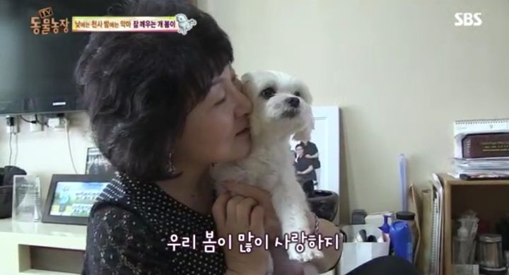 새가족이 생기자 불안해하며 가족들을 괴롭히는 반려견 봄이 | 인스티즈