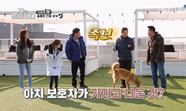 [개는 훌륭하다] 우리나라 진돗개 원탑이라는 아치 | 인스티즈