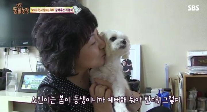 새가족이 생기자 불안해하며 가족들을 괴롭히는 반려견 봄이 | 인스티즈