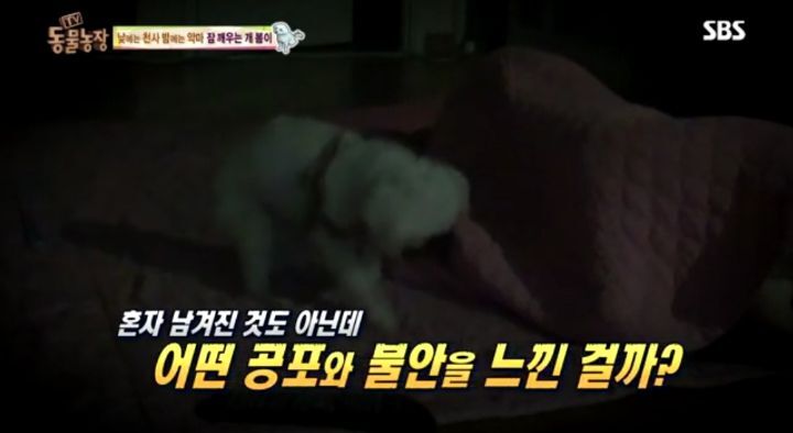 새가족이 생기자 불안해하며 가족들을 괴롭히는 반려견 봄이 | 인스티즈