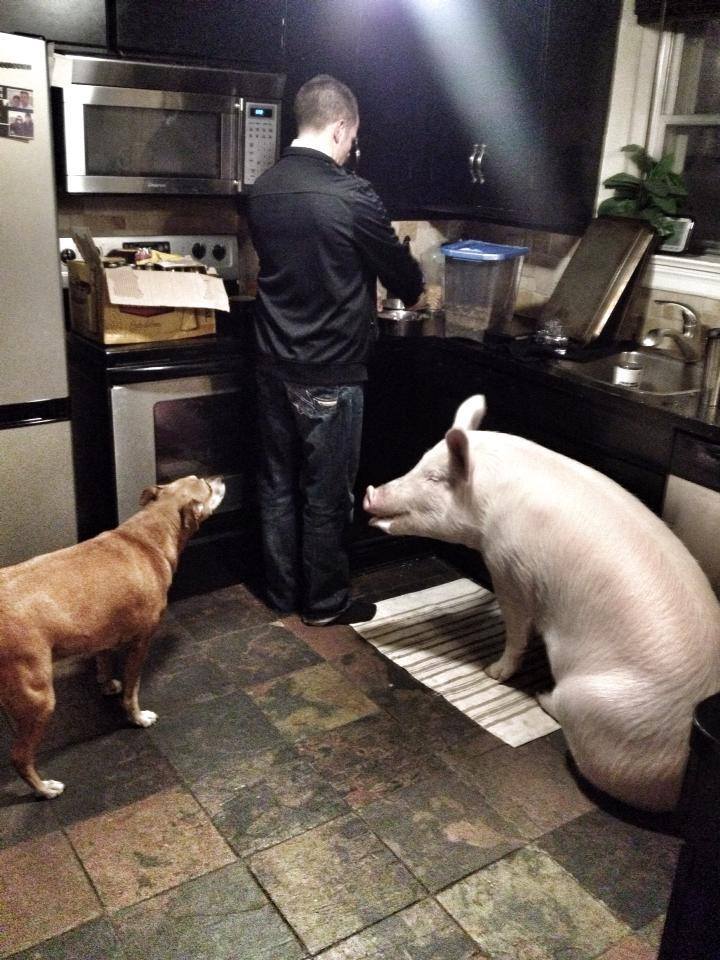 귀요미 애완돼지 | 인스티즈