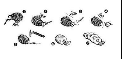 다시 보는 키위새의 진실 | 인스티즈