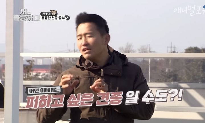 [개는 훌륭하다] 우리나라 진돗개 원탑이라는 아치 | 인스티즈