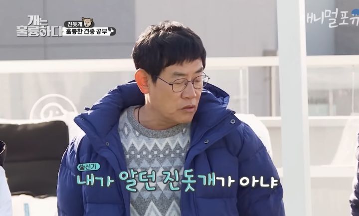 [개는 훌륭하다] 우리나라 진돗개 원탑이라는 아치 | 인스티즈
