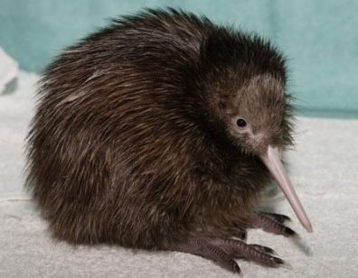 다시 보는 키위새의 진실 | 인스티즈