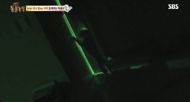 새가족이 생기자 불안해하며 가족들을 괴롭히는 반려견 봄이 | 인스티즈