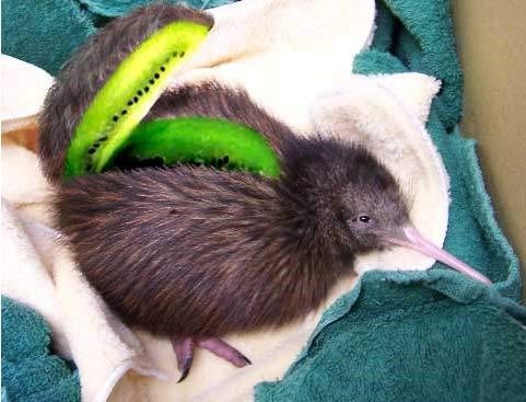 다시 보는 키위새의 진실 | 인스티즈