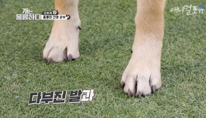 [개는 훌륭하다] 우리나라 진돗개 원탑이라는 아치 | 인스티즈