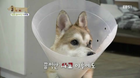 [세상에나쁜개는없다] 애견훈련소 갔다가 얼굴을 잃어버린 마루 (감동이쟈나ㅠㅠ) | 인스티즈