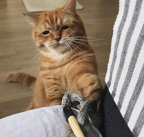 고양이 가자미눈 | 인스티즈