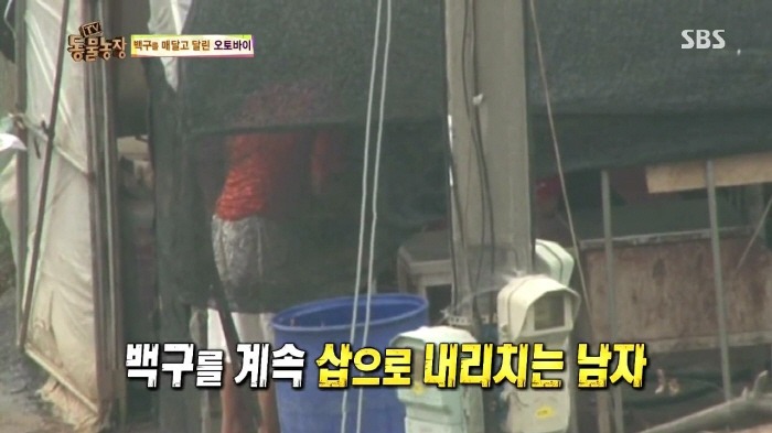 [TV동물농장] 동물농장에서 방송된 인천의 한 개 도축장의 현실.jpg | 인스티즈