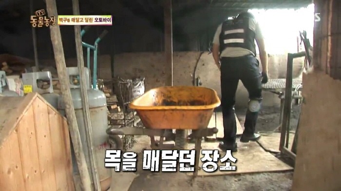 [TV동물농장] 동물농장에서 방송된 인천의 한 개 도축장의 현실.jpg | 인스티즈