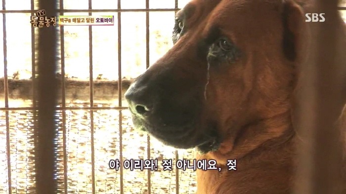 [TV동물농장] 동물농장에서 방송된 인천의 한 개 도축장의 현실.jpg | 인스티즈