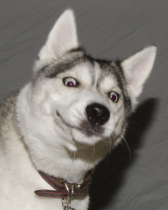 견종 이야기 - 시베리안 허스키 | 인스티즈