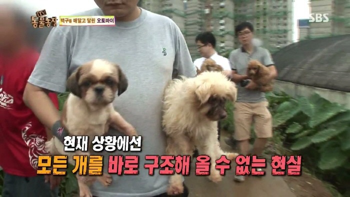 [TV동물농장] 동물농장에서 방송된 인천의 한 개 도축장의 현실.jpg | 인스티즈