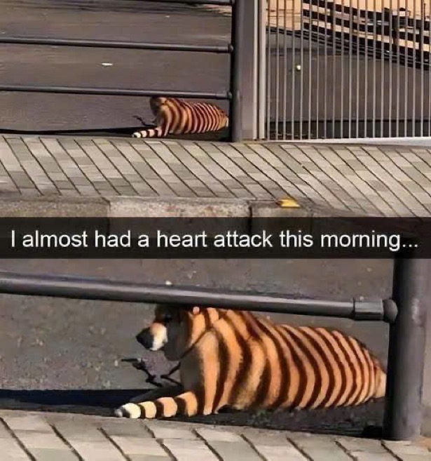 수달은 새끼를 낳으면 이곳저곳 돌아다니며 자랑하는 습성이 있습니다 | 인스티즈