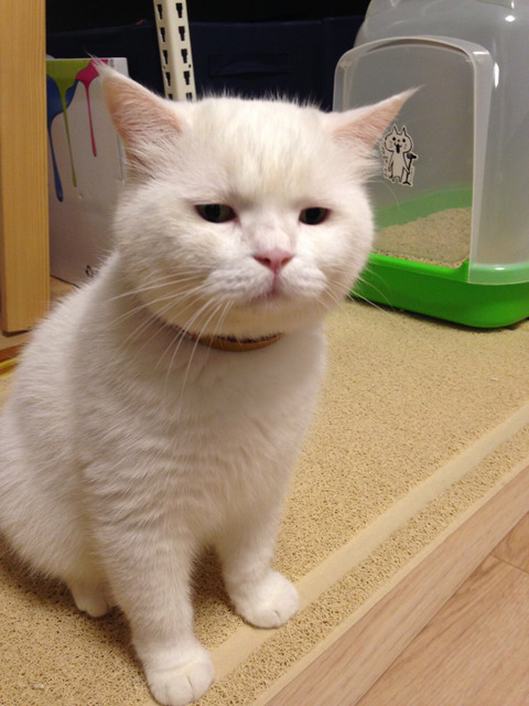 고양이 가자미눈 | 인스티즈