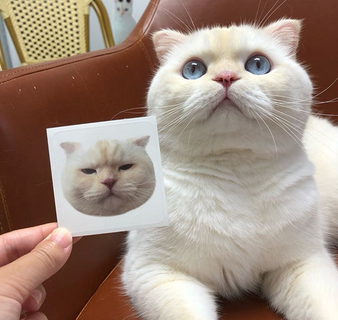 고양이 가자미눈 | 인스티즈