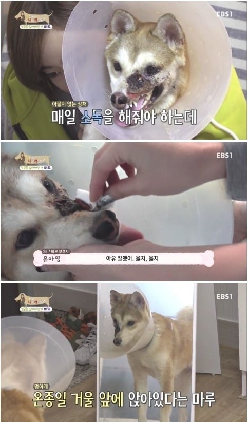 [세상에나쁜개는없다] 애견훈련소 갔다가 얼굴을 잃어버린 마루 (감동이쟈나ㅠㅠ) | 인스티즈