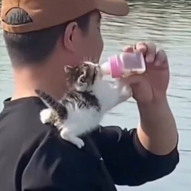 수달은 새끼를 낳으면 이곳저곳 돌아다니며 자랑하는 습성이 있습니다 | 인스티즈