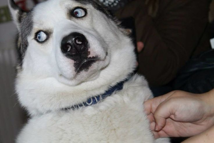 견종 이야기 - 시베리안 허스키 | 인스티즈