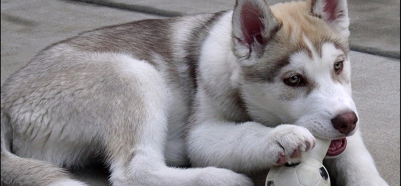 견종 이야기 - 시베리안 허스키 | 인스티즈