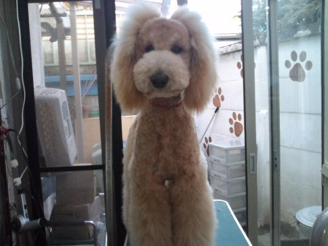 푸들의 원래 크기 | 인스티즈