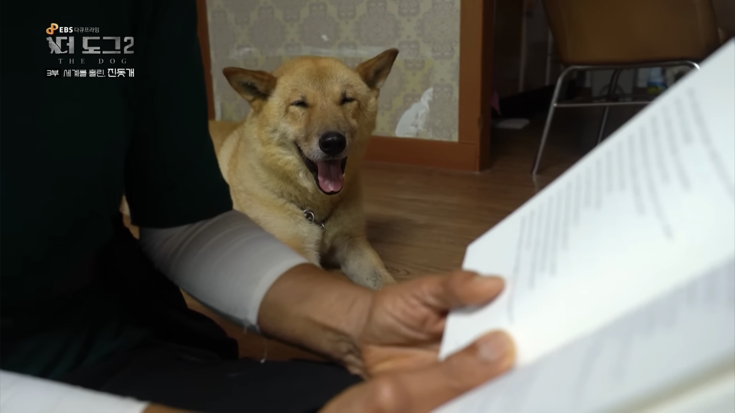사랑받는 진돗개 보면서 힐링하고 싶은 사람??? | 인스티즈