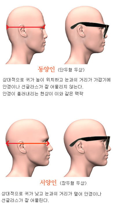 장두형 단두형에 대해서 알아보자 jpg | 인스티즈