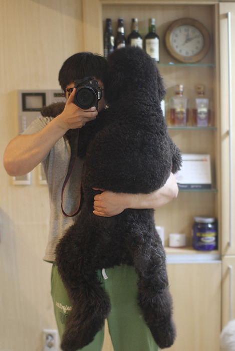 푸들의 원래 크기 | 인스티즈