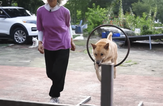 사랑받는 진돗개 보면서 힐링하고 싶은 사람??? | 인스티즈