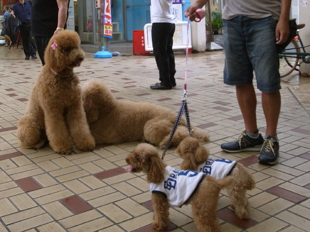 푸들의 원래 크기 | 인스티즈