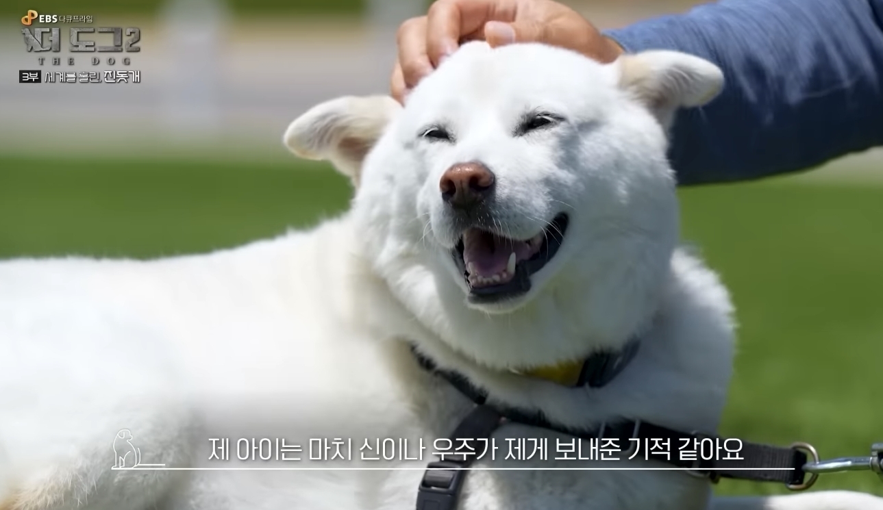 사랑받는 진돗개 보면서 힐링하고 싶은 사람??? | 인스티즈