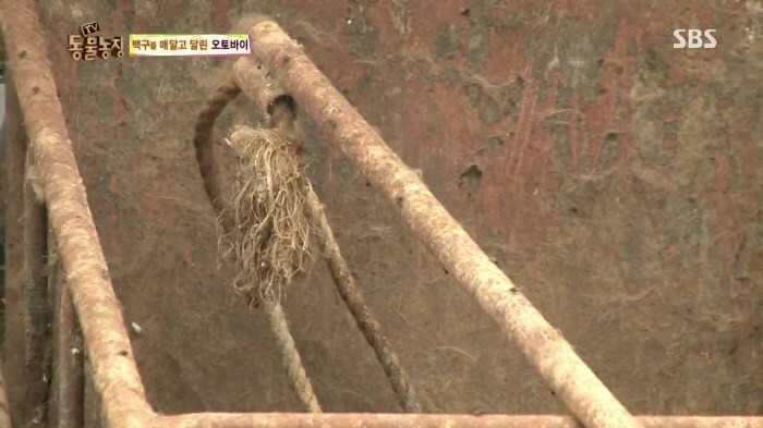 [TV동물농장] 동물농장에서 방송된 인천의 한 개 도축장의 현실.jpg | 인스티즈