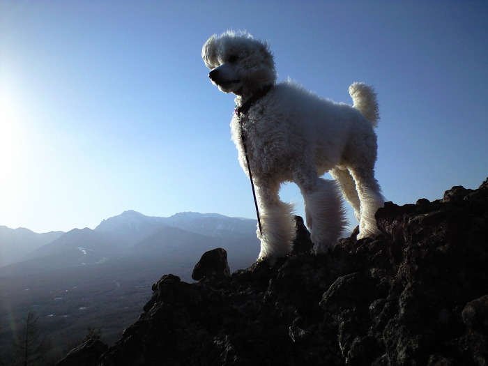 푸들의 원래 크기 | 인스티즈