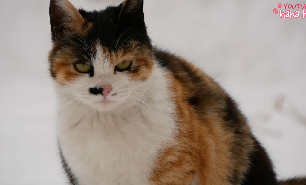 표독한 펫플루언서들이 캣맘혐오/진도혐오/구조자혐오 부추기는거임 (펫샵플루언서 소비하지말자) | 인스티즈