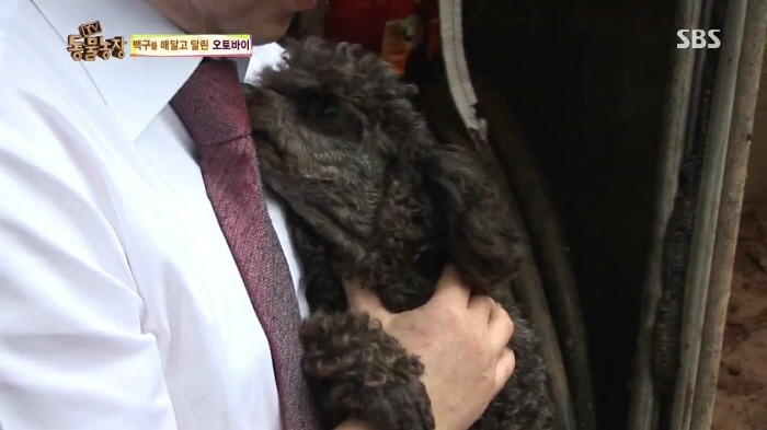 [TV동물농장] 동물농장에서 방송된 인천의 한 개 도축장의 현실.jpg | 인스티즈