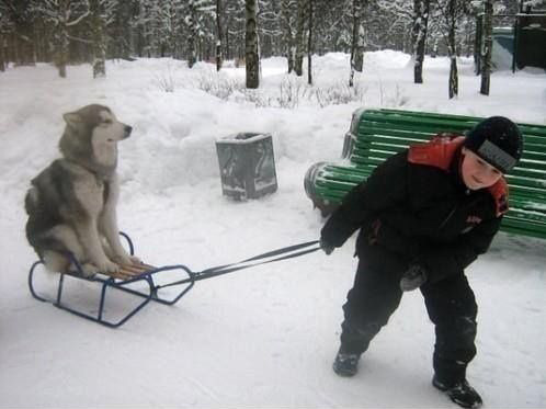 견종 이야기 - 시베리안 허스키 | 인스티즈