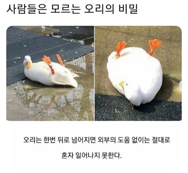수달은 새끼를 낳으면 이곳저곳 돌아다니며 자랑하는 습성이 있습니다 | 인스티즈