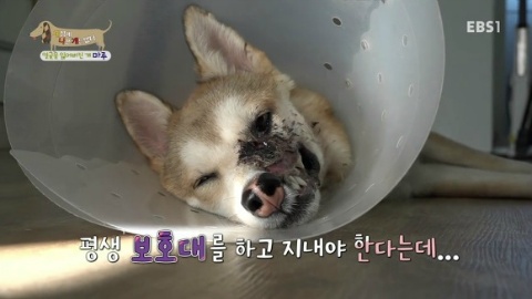 [세상에나쁜개는없다] 애견훈련소 갔다가 얼굴을 잃어버린 마루 (감동이쟈나ㅠㅠ) | 인스티즈